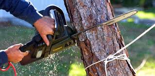 How Our Tree Care Process Works  in  Home, WA