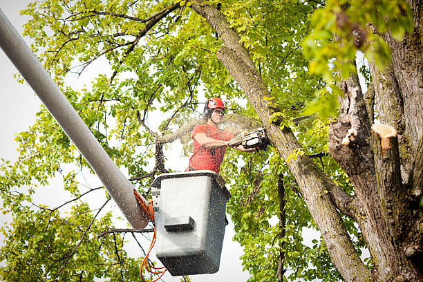 Reliable Home, WA  Tree Services Solutions